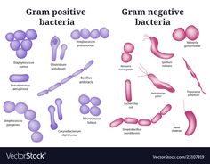 an image of different types of organ cells and their functions in the body, including