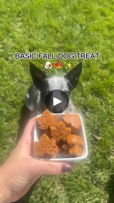 a person holding a bowl with dog treats in it