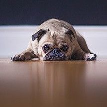 a small pug dog laying on the floor