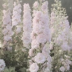 pink flowers are blooming in the garden