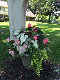 a potted plant with pink and white flowers on the ground in front of a house