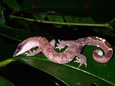 a lizard is sitting on top of a green leaf in the dark, with its tail curled up