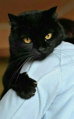 a black cat is sitting on the arm of someone's blue shirt and looking at the camera