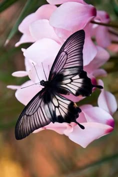 a black and white butterfly sitting on pink flowers