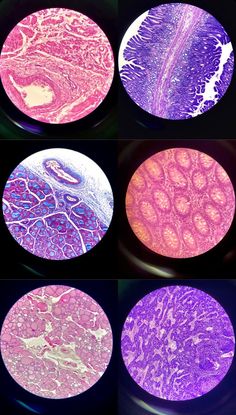 multiple images of different cells in the body