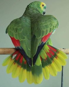 a green and red parrot sitting on top of a wooden perch with its wings spread