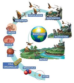 the life cycle of an animal is shown in this diagram, with different types of animals