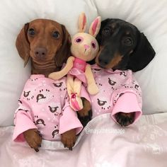 two dachshunds laying next to each other on a bed with a stuffed animal