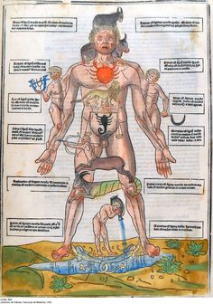 an illustration of the human body with all its main parts and functions in one image