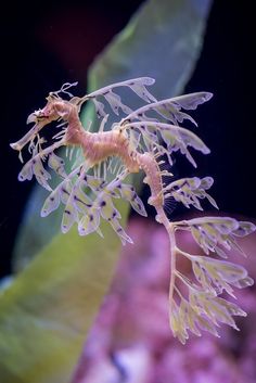 a close up of a sea horse on a plant