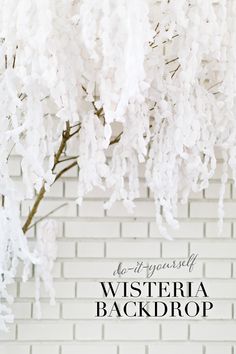 white wisteria hanging from a tree in front of a brick wall with text overlay