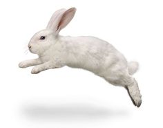 a white rabbit jumping in the air with it's front legs spread wide open