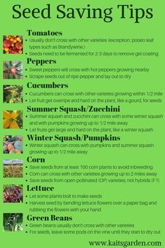 seed saving tips poster with images of plants and flowers in green tones on a white background