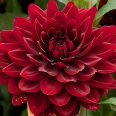 a large red flower with green leaves in the background