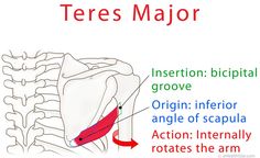 there is an image of the anatomy of the shoulder