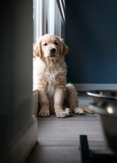 a dog is sitting on the floor in front of a door and looking at the camera