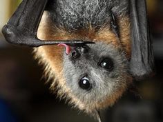 a bat hanging upside down with its mouth open