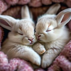 two small white rabbits cuddle together in a pink blanket with their heads touching each other