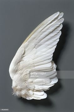 a white bird's wing is shown against a gray background stock photo getty images