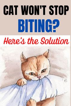 Stop Cat from Biting You Kitten Biting, Training A Kitten, Different Cats, Cat Behavior Problems, Cat Biting, Cat House Diy, Older Cats, Bad Cats