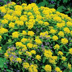 yellow and purple flowers are in the middle of some green leaves on a bushy plant