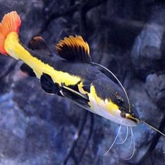 an orange and black fish floating on top of water