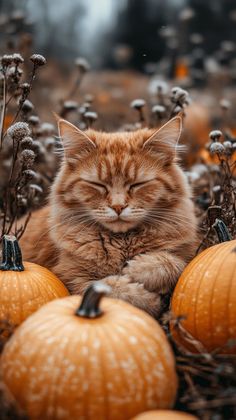 Cutee Animals, Orange Tabby, Cat Quotes, Ginger Cats, Cute Animal Photos, Animal Photo, Cat Drawing