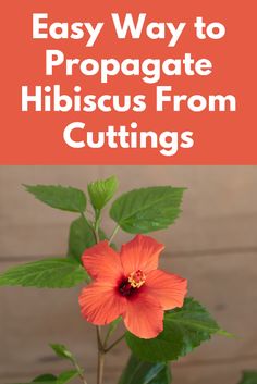 an orange flower with the words easy way to propagate hibiscus from cuttings