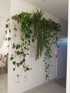 some green plants are growing on the wall