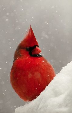 a red bird sitting on top of snow covered ground