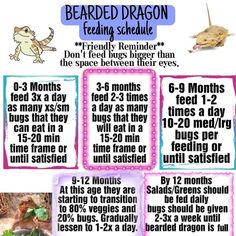 a poster with information about the benefits of bearded dragon feeding schedule