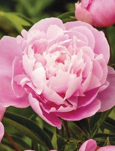 Dr. Alexander Fleming Peony '(Bareroots Plant) 3-4 Eyes, Perennial Shrub. - Caribbean garden seed Alexander Fleming, Peony Roses, Bright Pink Flowers, Paeonia Lactiflora, Perennial Shrubs, Peony Rose, Peat Moss, Air Circulation, Mulch