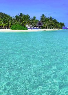 the water is crystal blue and there are palm trees in the background