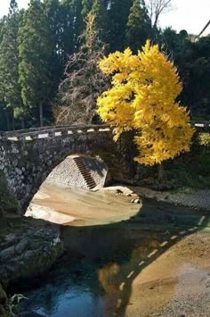 a stone bridge over a small stream with a tree in the middle and yellow leaves on it