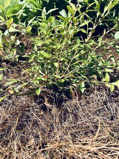 small green plants growing out of the ground