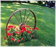 an old wagon wheel with red flowers growing out of it's center in the grass