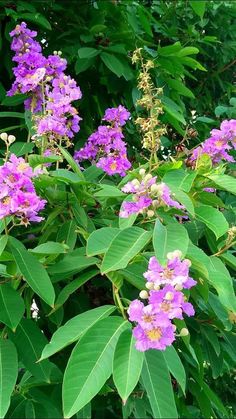 purple flowers are blooming on the tree outside in the sun, with green leaves surrounding them