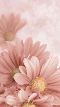 some pink flowers are in front of a white background