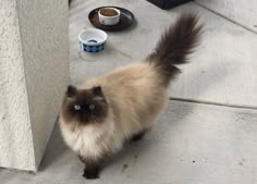 a cat standing next to a wall with food on the ground and water in bowls