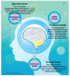 a poster with information about the brain and its functions in human development, including an image of