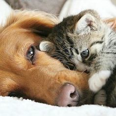 a cat and dog are cuddling together on the bed with their noses close to each other