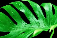 a large green leaf with water droplets on it's leaves, against a black background