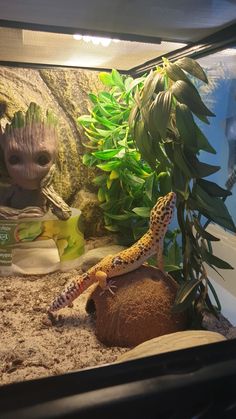 a gecko is sitting on top of a ball in an aquarium with plants and rocks