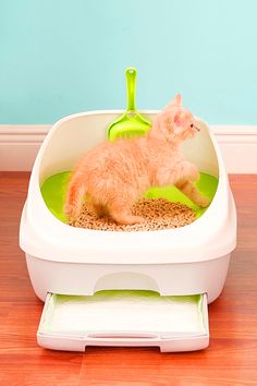 an orange cat laying in a litter box