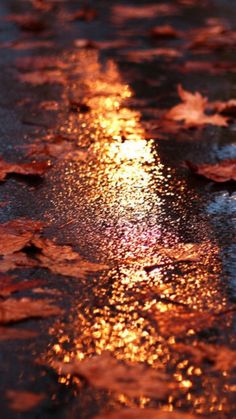 the sun shines brightly through leaves on the wet pavement in front of an umbrella