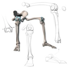 an image of the bones of two different types of human body parts, including hands and legs