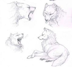 four different types of wolfs with their mouths open