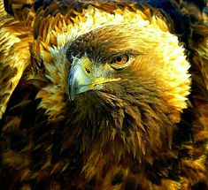 a close up view of an eagle's head with yellow and brown feathers on it