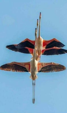 two large birds flying in the air with their beaks extended and wings spread out