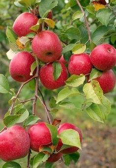 an apple tree filled with lots of red apples